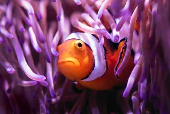 Festa a tema Nemo: gli inviti