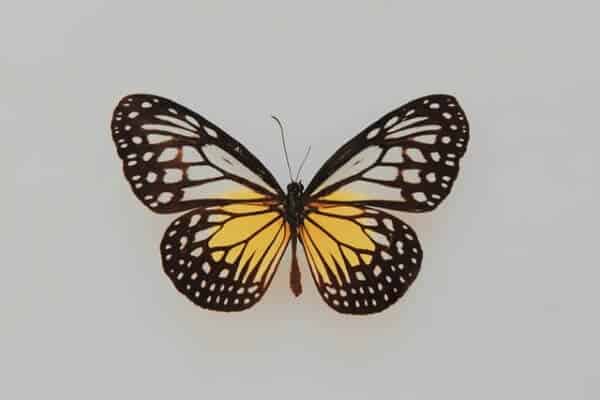 Truccabimbi Farfalla